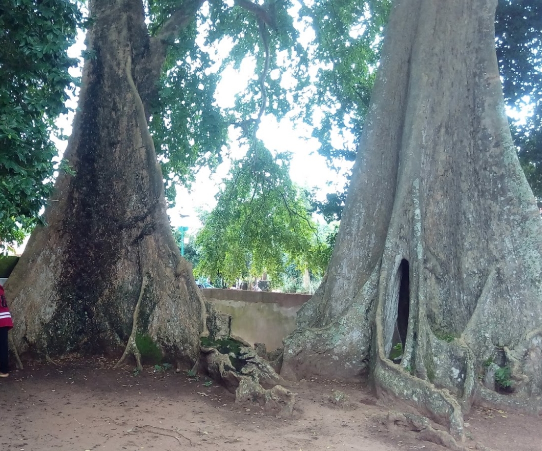 The Agwuve Trinity Tree
